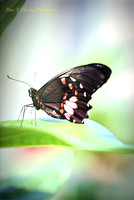 Georgia's Butterfly-PVH