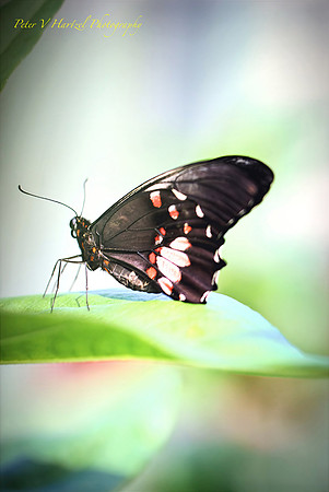 Georgia's Butterfly-PVH