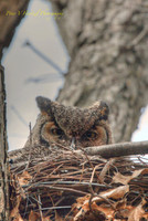 Great Horned Owl-vibrant Light-PVH