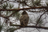 Great Horned Owl-preparing for Hunt