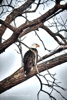 Freedom-Bald Eagle perched -PVh