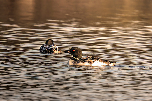Loon's gazes into the sun-topaz-denoise-sharpen-lighting-upscale-2x