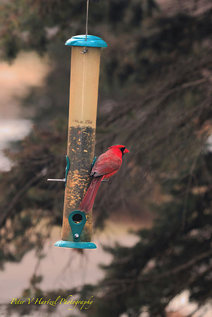 Northern Cardinal-PVH