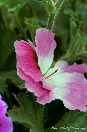 Pinky