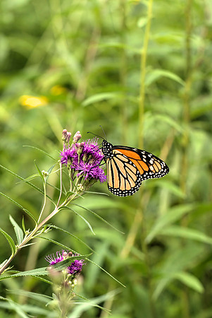 Monarch's Morning-PVH