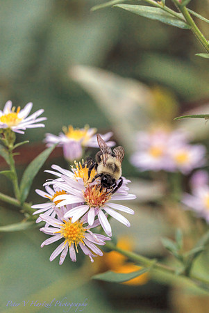 Pollenating Bee