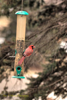 Guardian Cardinal