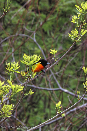 Oriole playing hide and seek-PVH