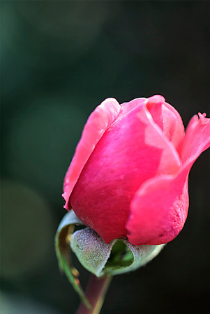 The Rose-PVH