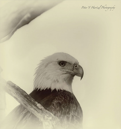 Thunderous Eagle old style-PVH-high res