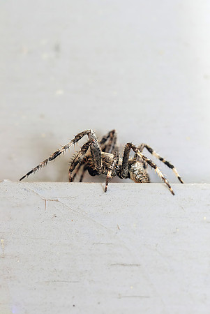 Wolf Spider