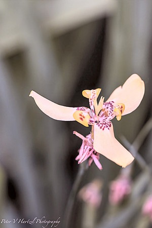Yellow polka dot flower