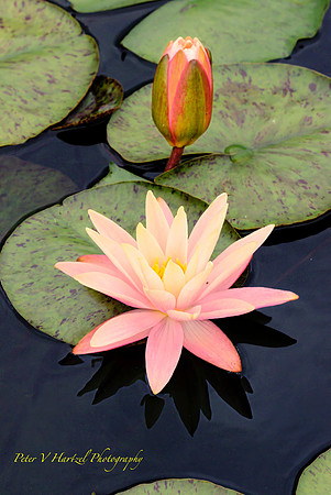 Pink Water Lily-PVH