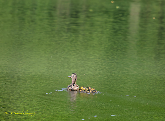 Mother Duck and the ducklings-PVH
