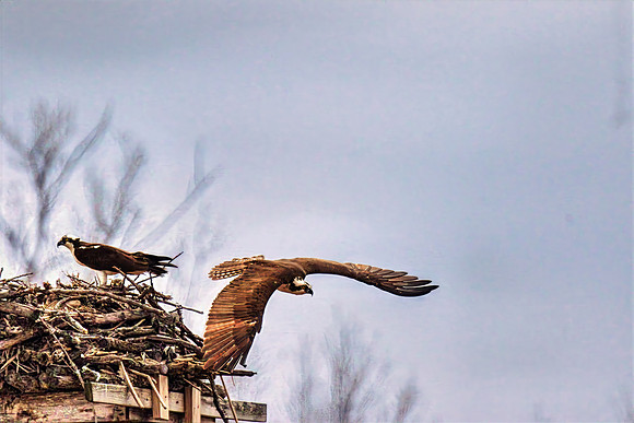 Osprey Flight-Lake Elmo -PVH