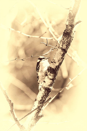Perched Hairy woodpecker-old style-topaz-focus-denoise-lighting-upscale-4x