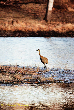 Sandcrane-PVH-golden hour
