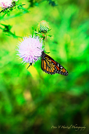 Monarch blowing in the Wind PvH