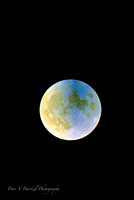 Corn Harvest Moon-PVH
