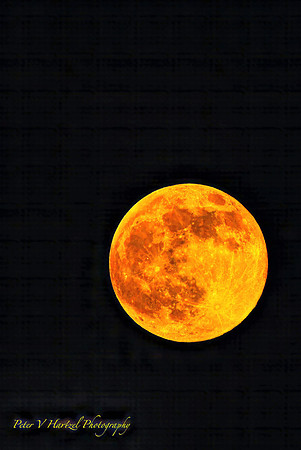Pink Super Moon-High on the Horizon- PVH