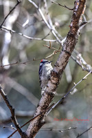 Downy Woodpecker-vibrant PVH