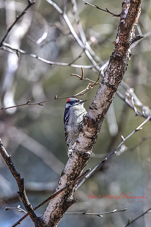 Downy Woodpecker-vibrant PVH