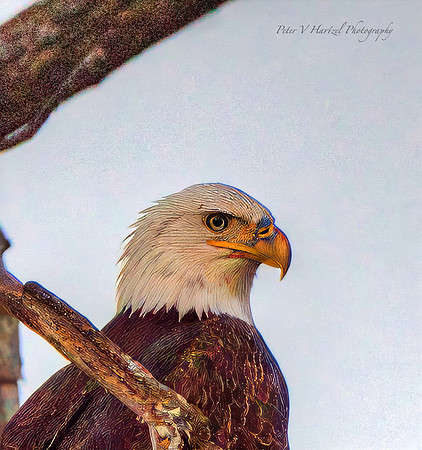 Thunderous Eagle-High Res PVH