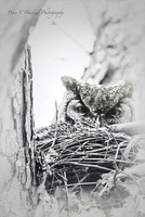 Great Horned Owl Eyes-Old style-PVH