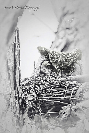 Great Horned Owl Eyes-Old style-PVH