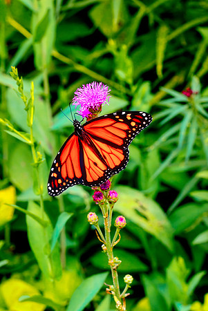 Monarch preparing for flight-PVH