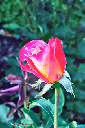 The Tilted Rose PVH