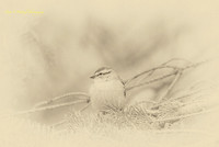 Chipping Sparrow in Pine tree