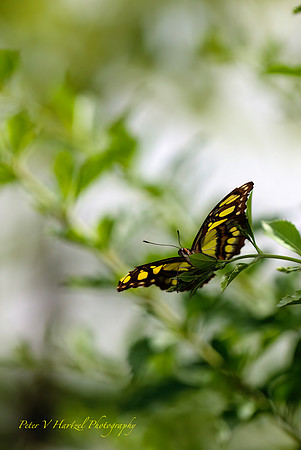 Yellow butterfly-como zoo PVH