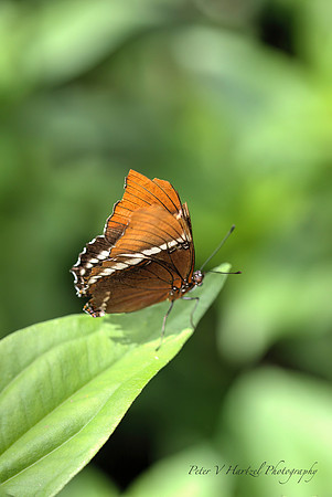 Orange como butterfly PVH