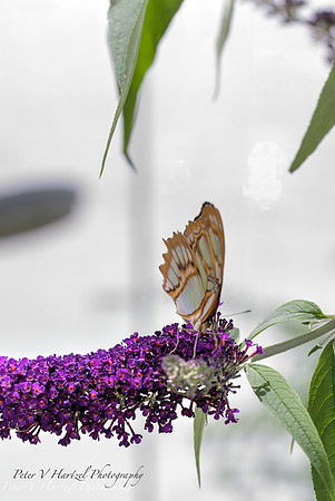 Orange como buttery on purple flower-PVH_001