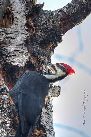 Pilelated Woodpecker-PVH