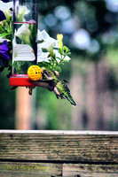 Green Hummingbird in flight-PVH