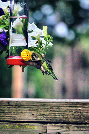 Green Hummingbird in flight-PVH