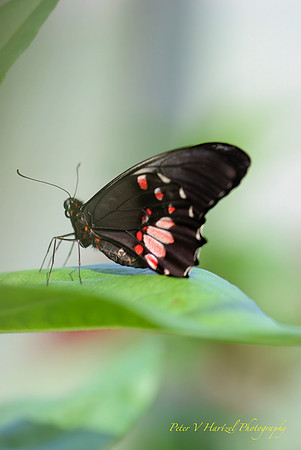 Georgia's Butterfly-PVH
