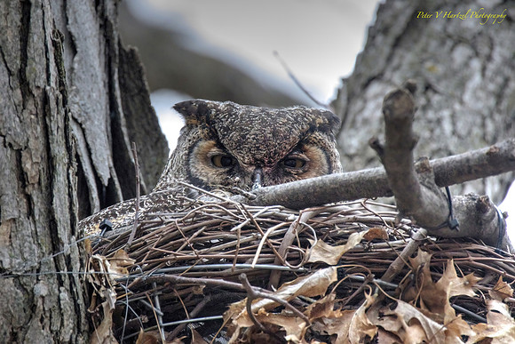 Great Horned Owl