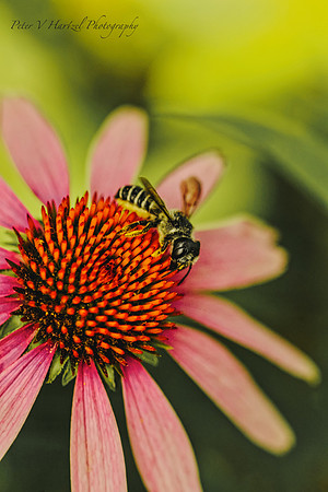 Nature at work- pollnating flower