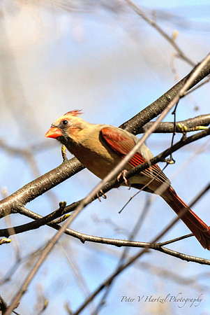 Female Northern Cardinal in tree
