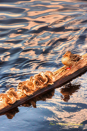 Swimming lessons by Mother Duck on the St.Croix-PVH