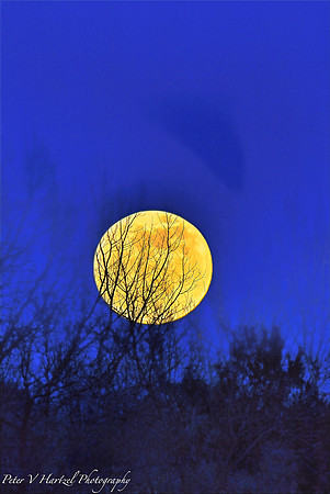 Super Moon though trees-PVH