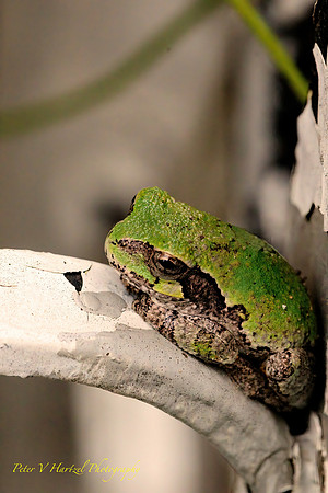 Tree frog