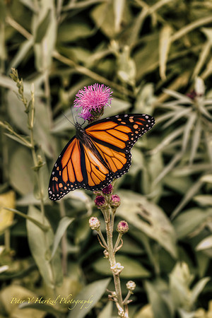 Peaceful Monarch-topaz-dust-focus-sharpen-denoise-color