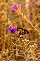 Climbing Monarch Butterfly-summer effect
