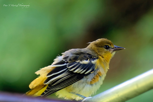 Preening Female Oriole-PVH jpg