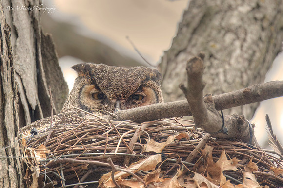 Great Horned Owl/warming filter PVH