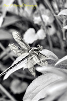 Black Saddlebags in the shade- PVH